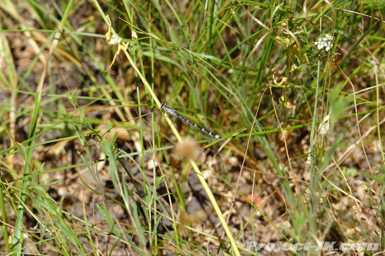 DSC07088