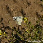 DSC03784