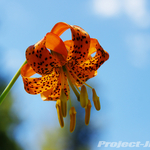 DSC05871-edit