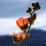 WALpaper-DV-08