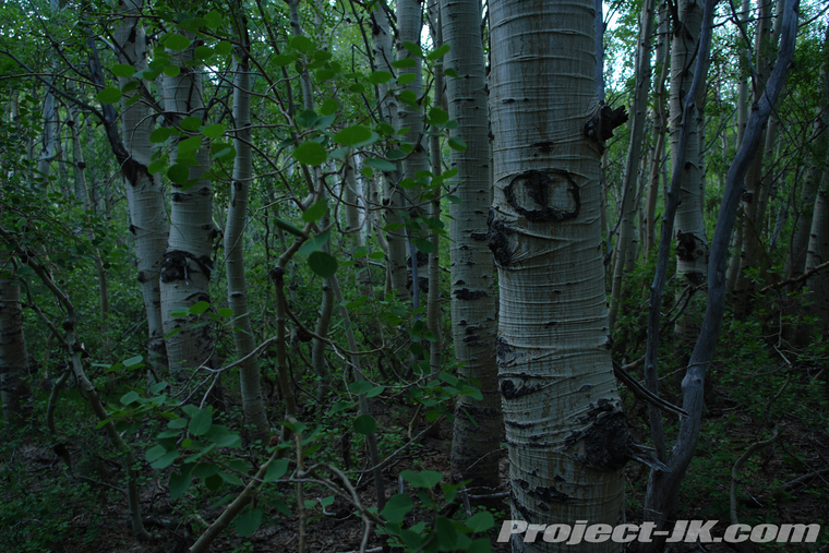 DSC09543 copy