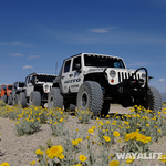 Death Valley Wildflowers 2014